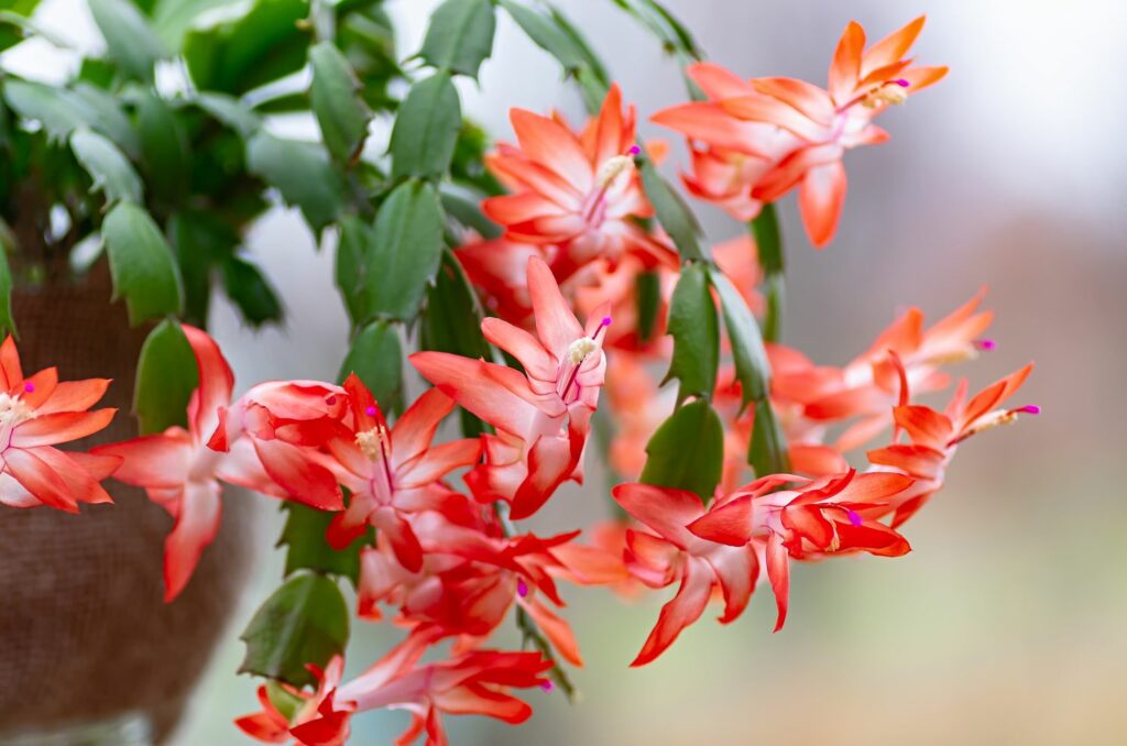 red and white schlumbergera flowers