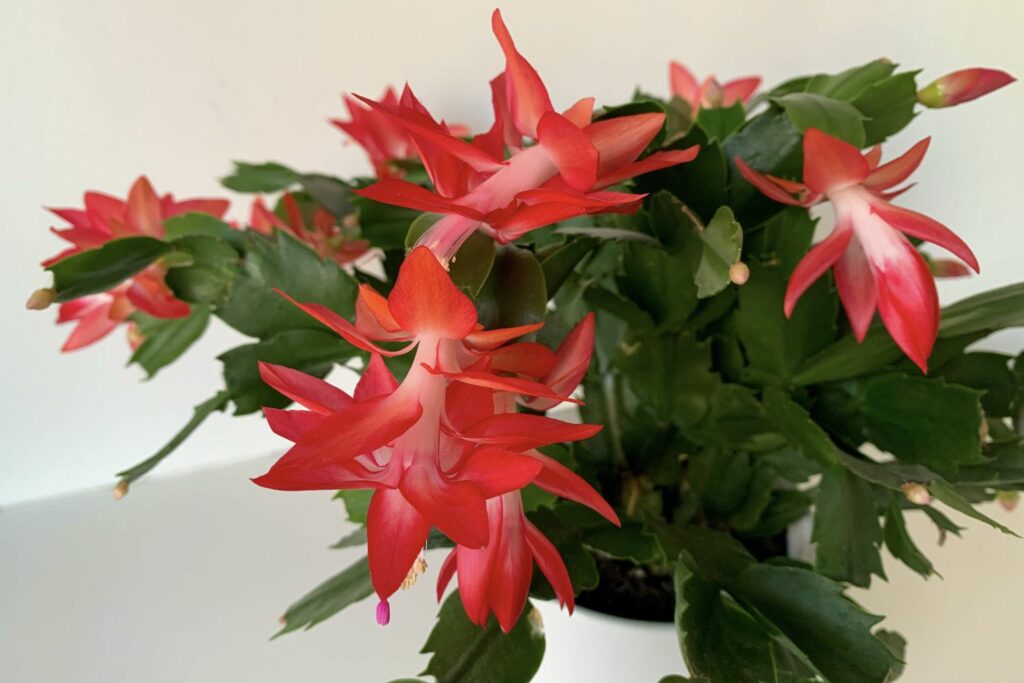 young schlumbergera with red flowers