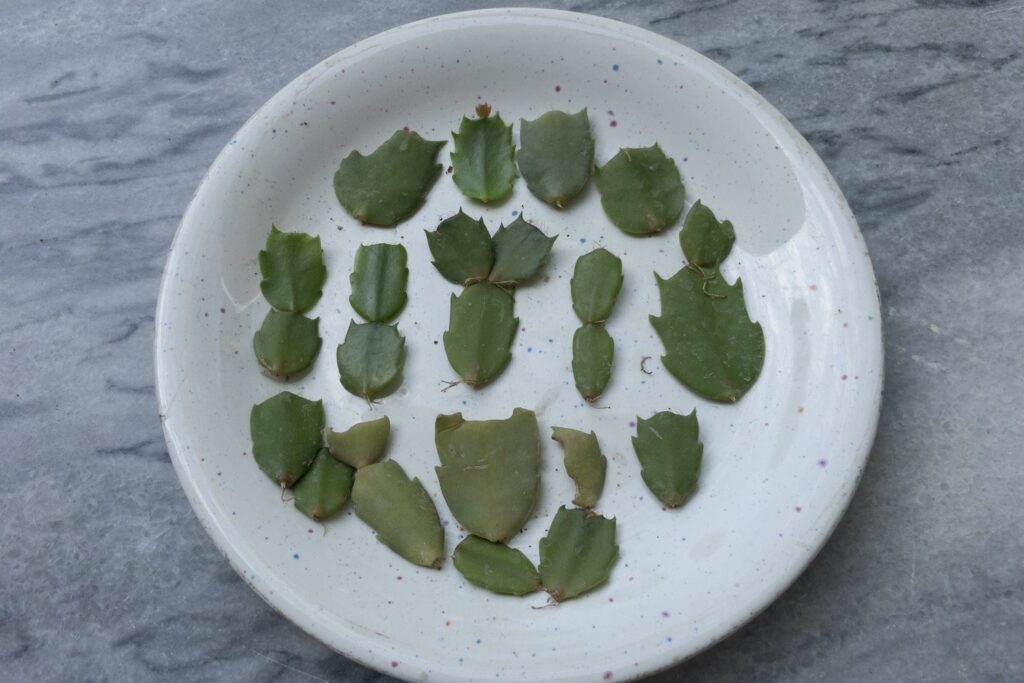 schlumbergera cuttings on a plate