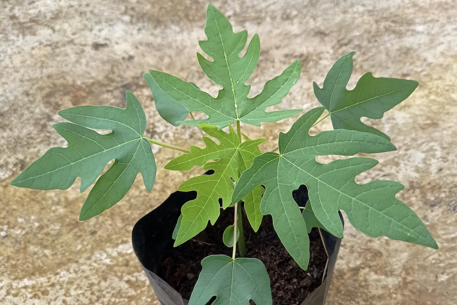 Growing papaya at home in pots The secret to an abundant harvest