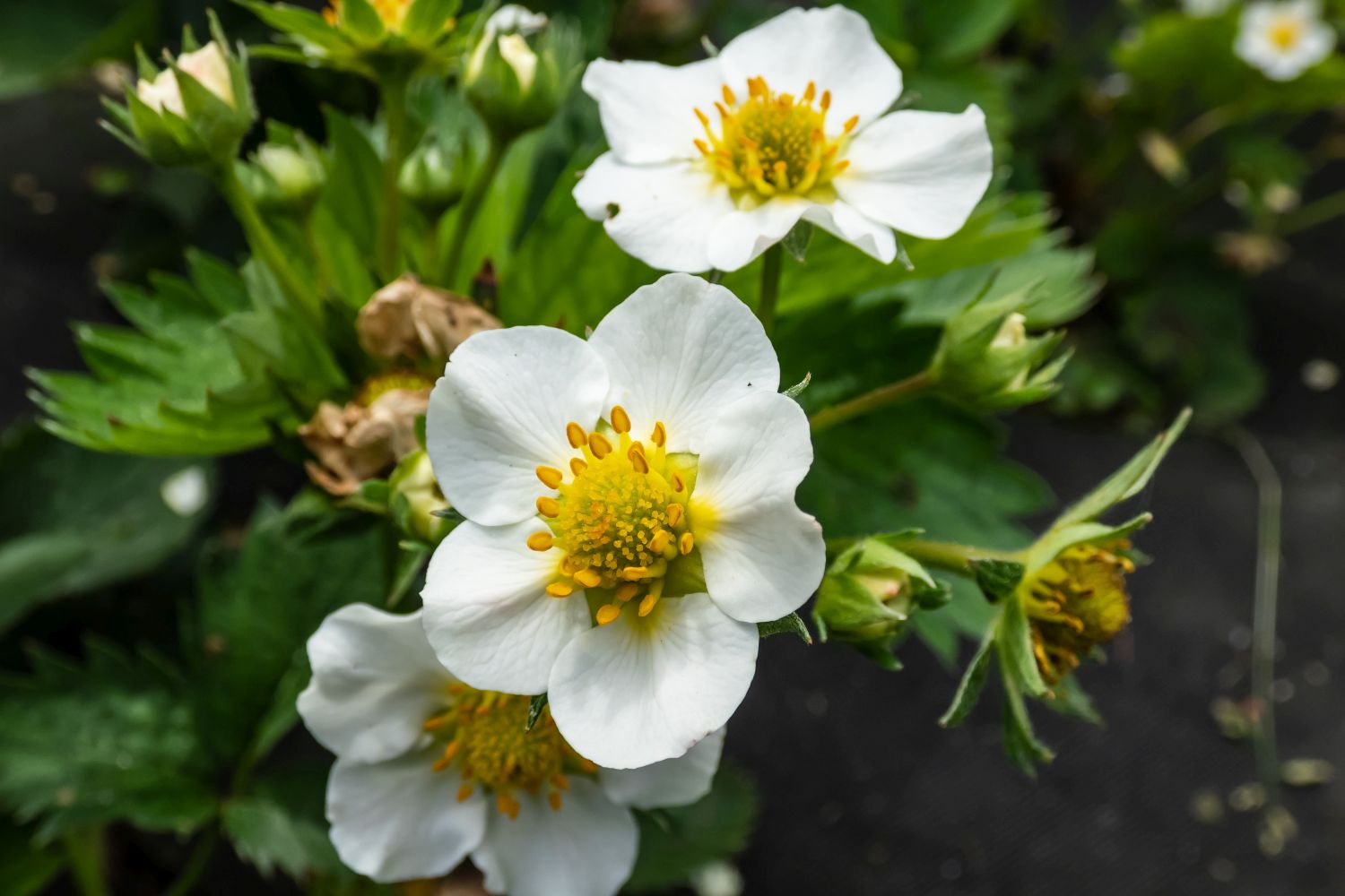 white strawberry flowers close up