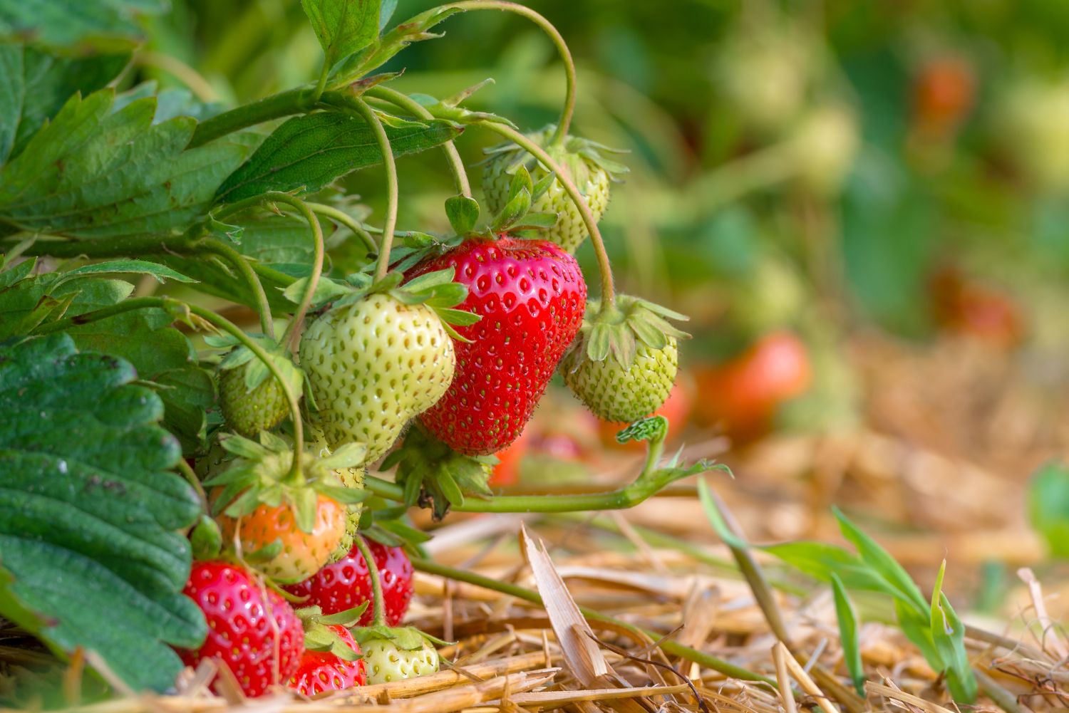 red and green strawberries on plant