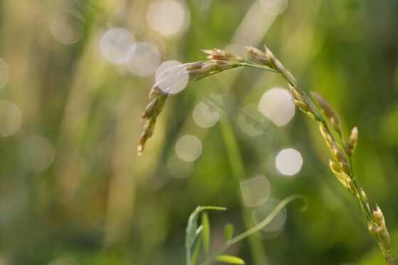 Tall fescue: identification & types of Festuca arundinacea