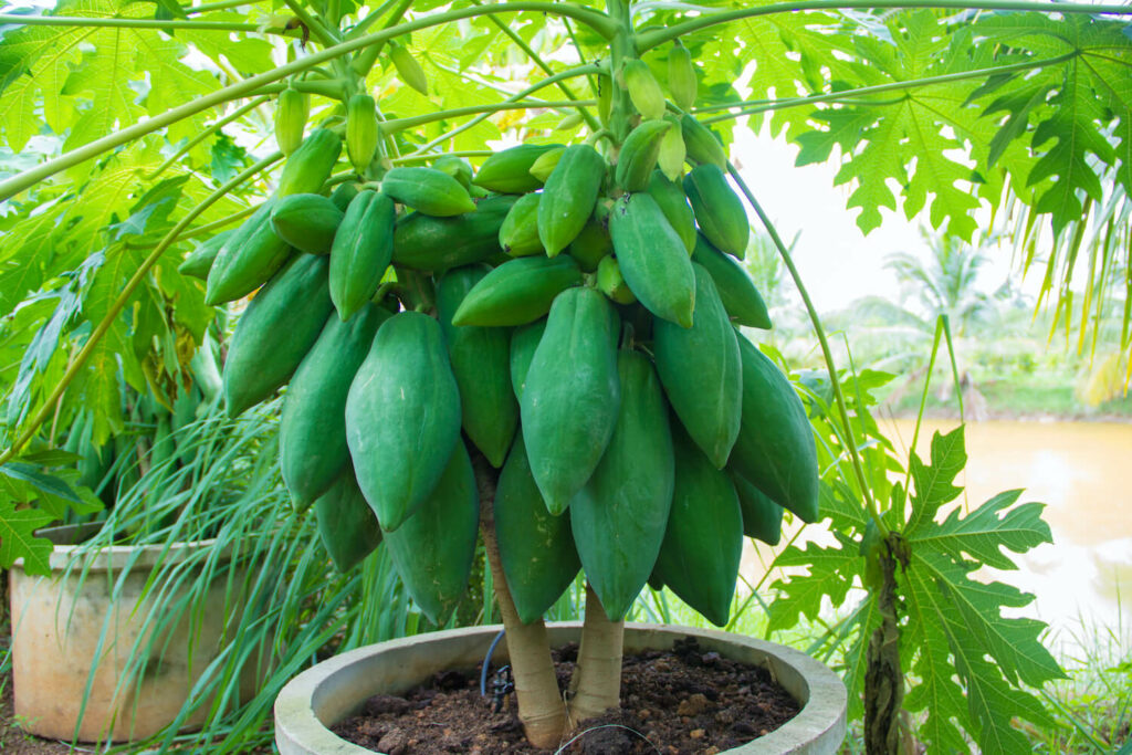 potted papaya with lots of fruits