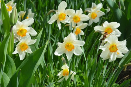 Planting daffodil bulbs in your own garden