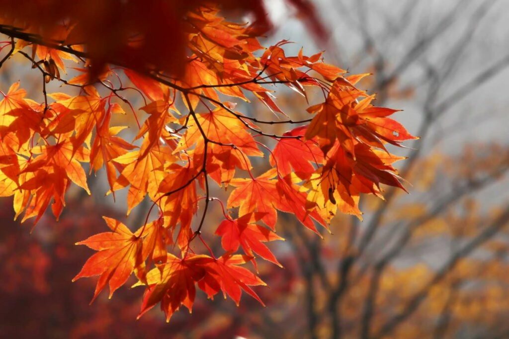 orange red Japanese maple leaves