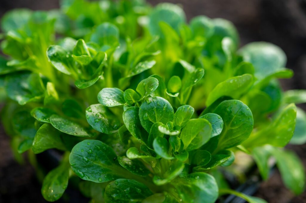 Vegetables that snails do not like