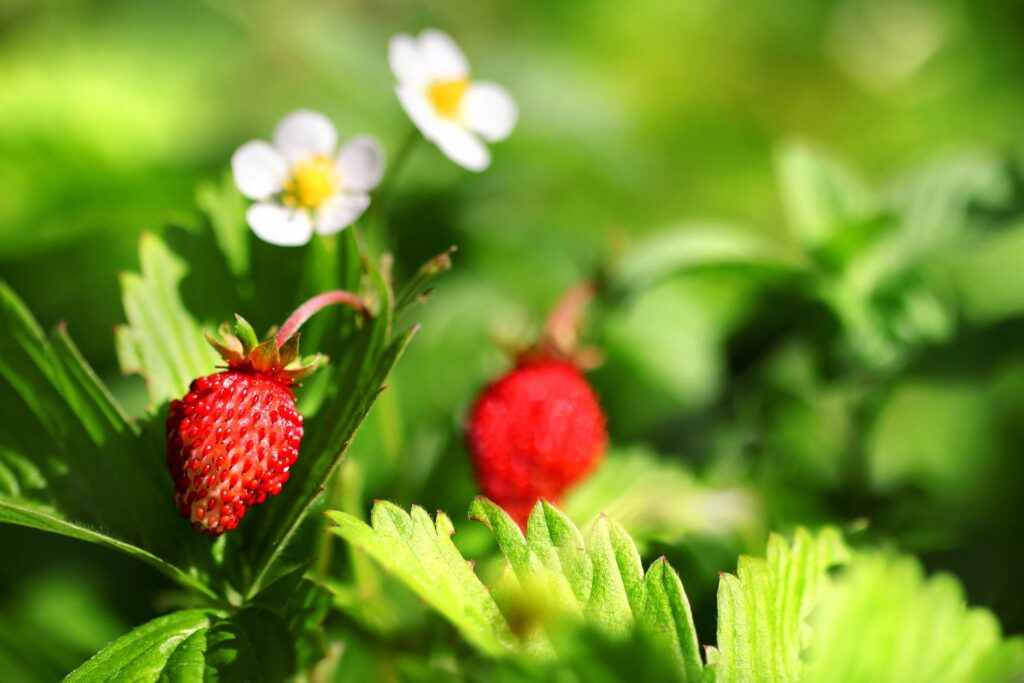 A red alpine strawberry