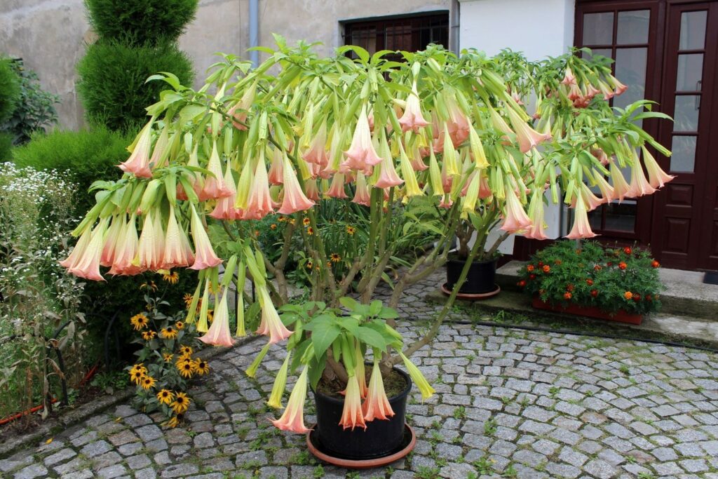 Light pink angel's trumpet in a pot