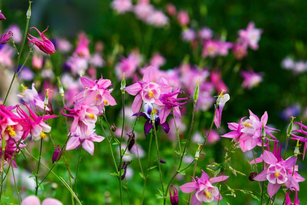 Beautiful pink columbine flowers