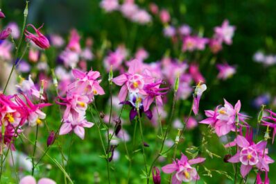 Is aquilegia poisonous to humans and animals?