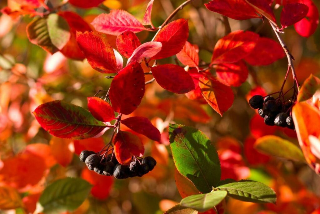 black chokeberries and red leaves