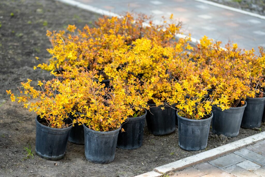 yellow potted barberry bushes