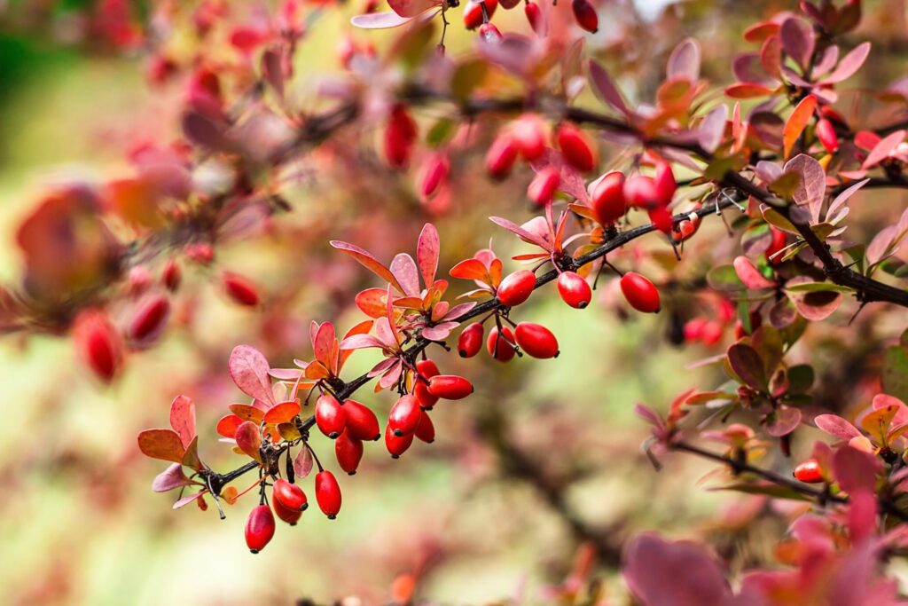 red barberry leaves and fruit