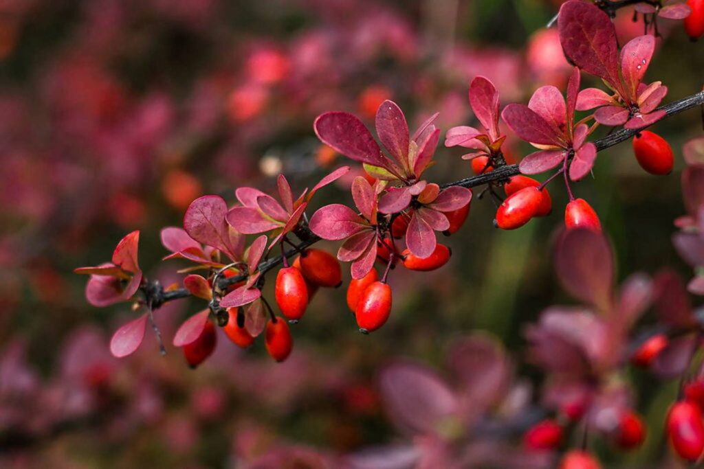 purple red barberry foliage