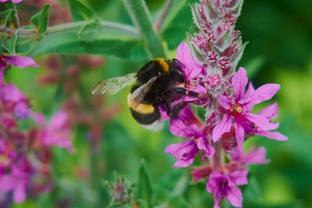 Bee visiting the purple loosestrife