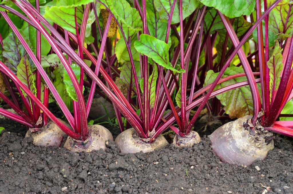 Beetroot growing in the soil
