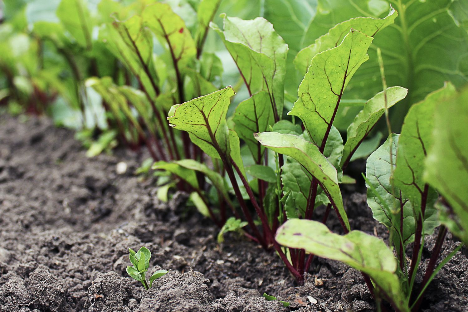 Growing beetroot: how to sow and plant beetroot - Plantura