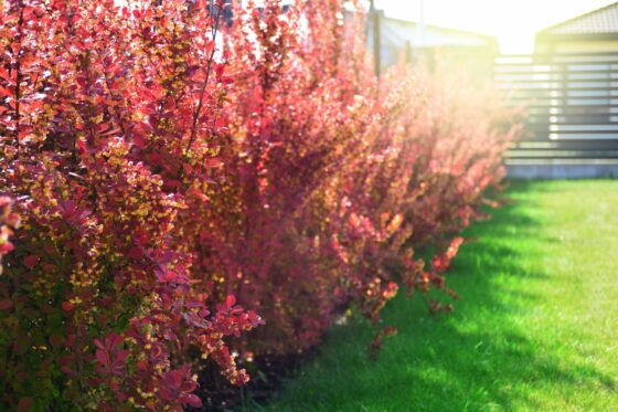 Barberry hedge: tips for planting & care