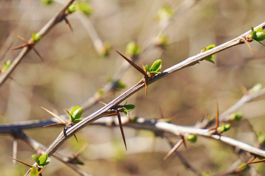 berberis branches with thorns