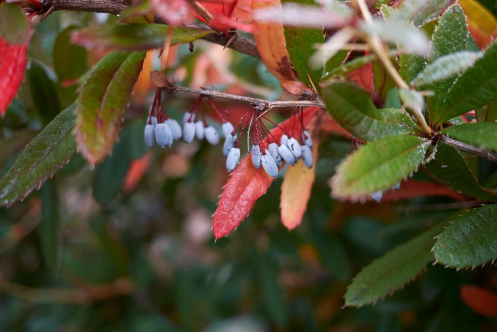 blue barberry fruit
