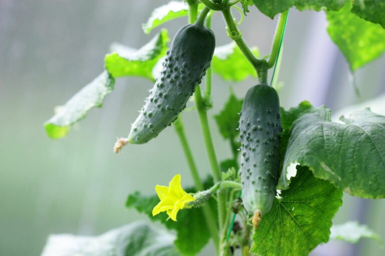 Why are my homegrown cucumbers bitter? Plantura