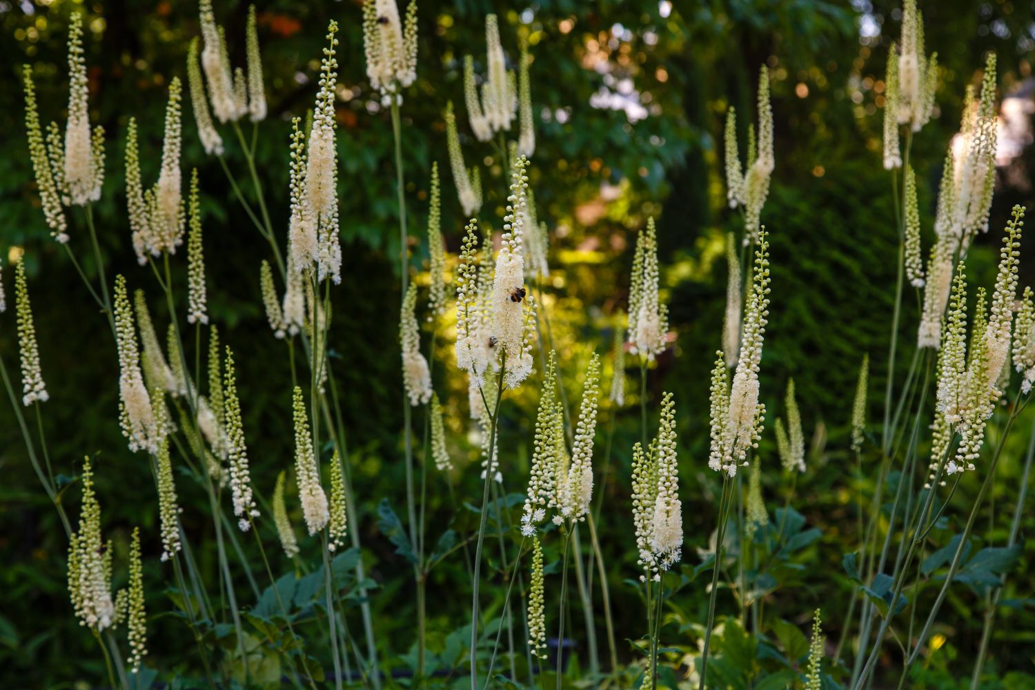 black cohosh extract: plant grown in wild