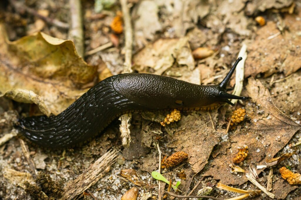A European black slug