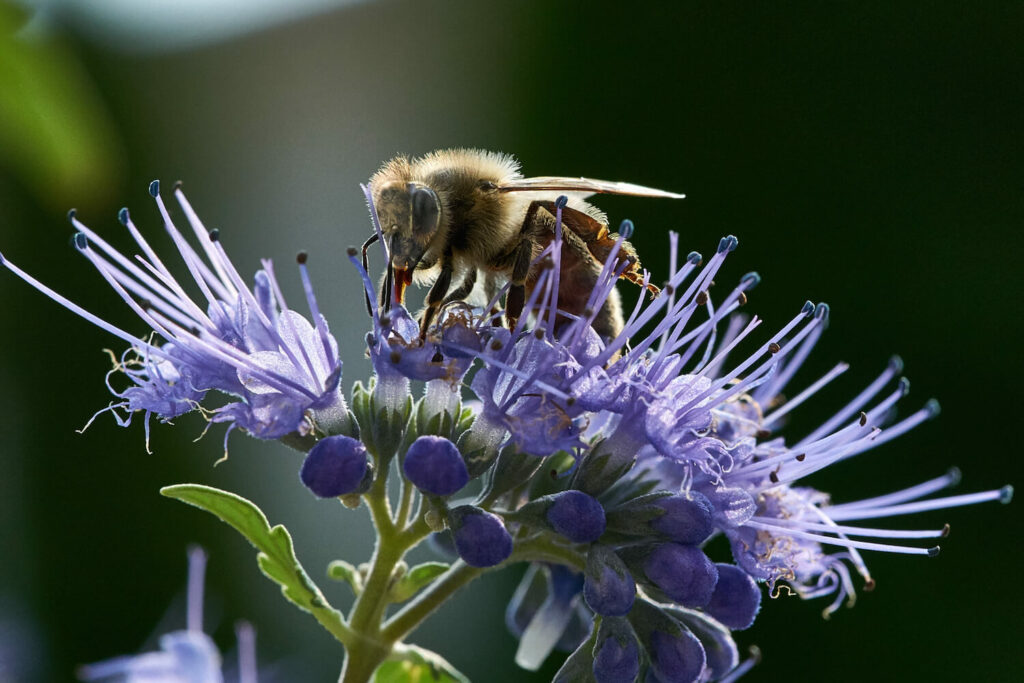 A bee visiting the Caryopteris blossoms