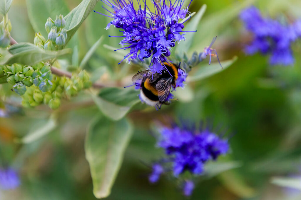 A wasp visiting the Caryopteris blossoms