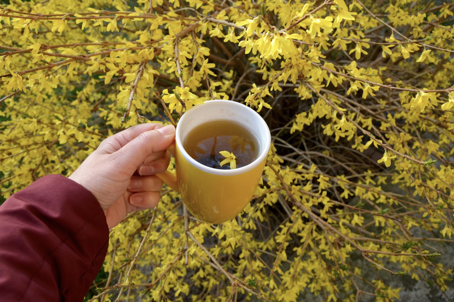 Yellow mug with border forsythia flower