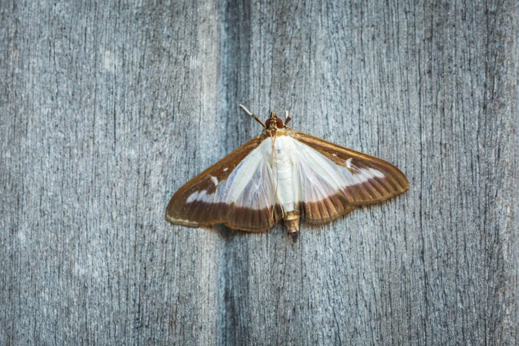 Box tree moth resting on wood