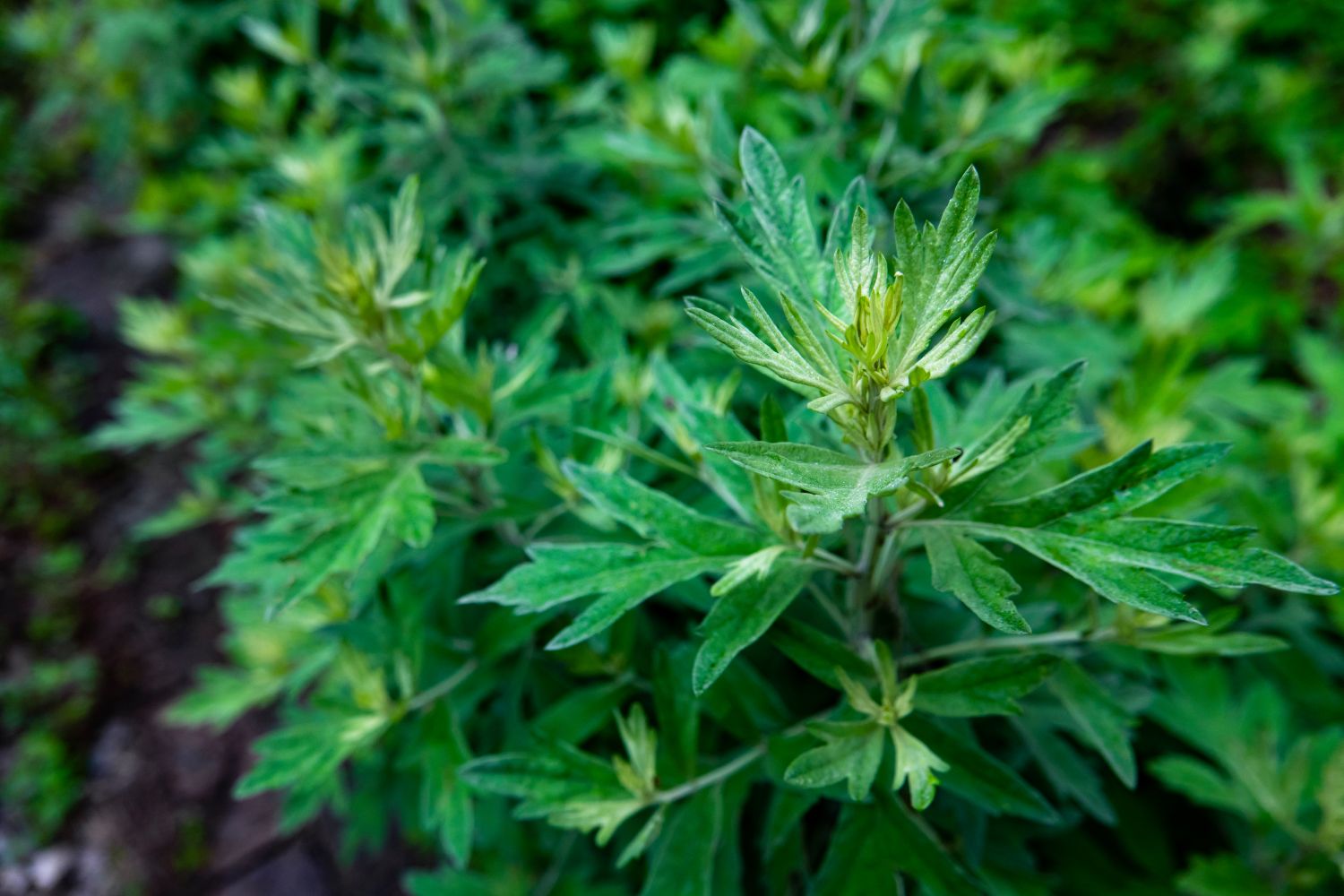 Bright green leaves of wormwood