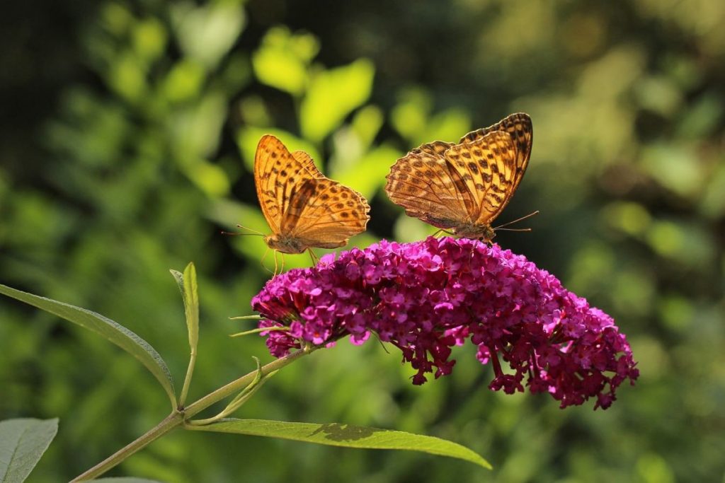 Butterflies on butterfly bush flowers