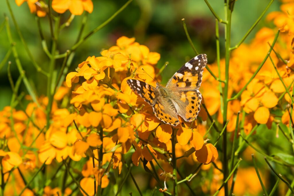 Butterfly resting on a yellow wallflower
