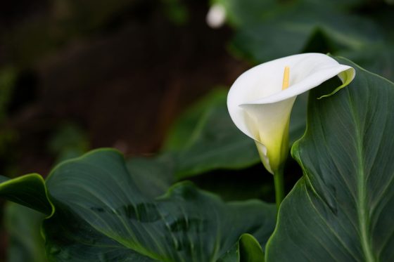 Overwintering calla lilies: how this exotic species survives the cold season