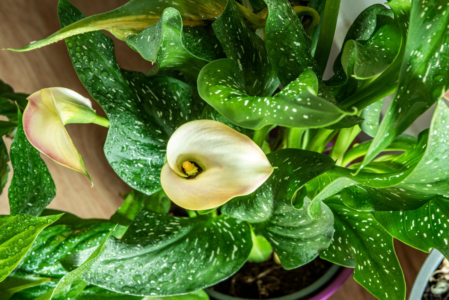 Overwintering calla lilies Plantura