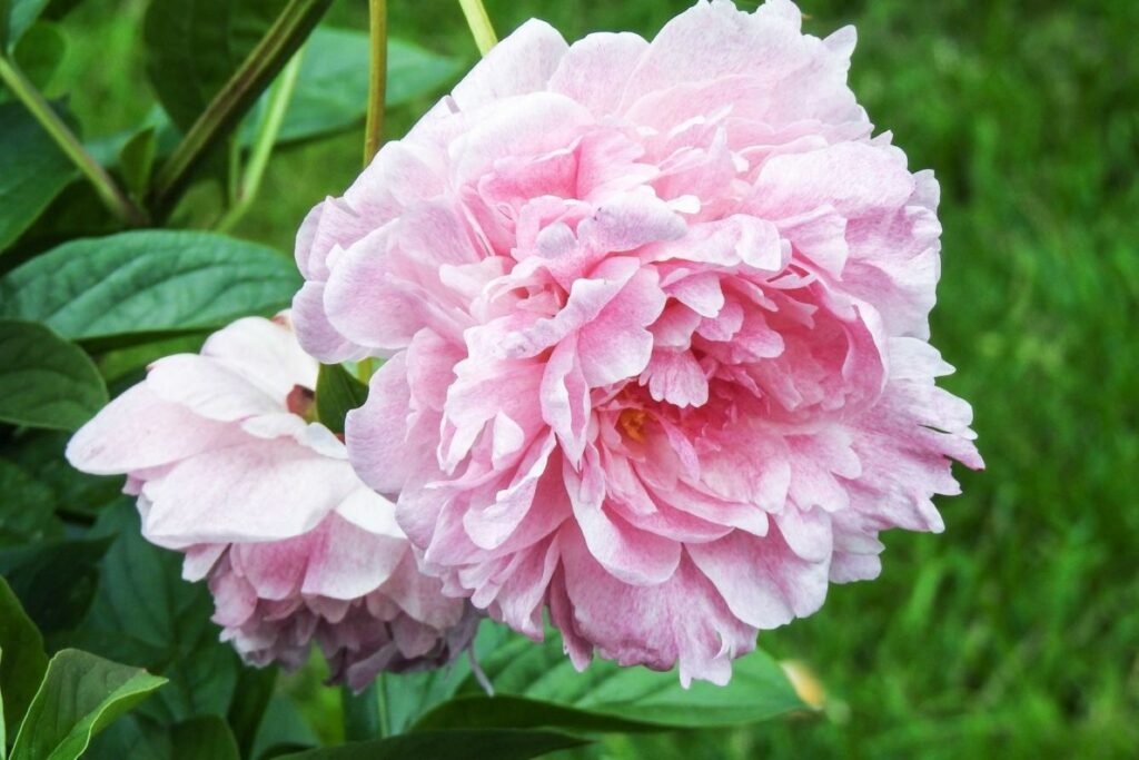 Soft pink 'Ave Maria' camellias