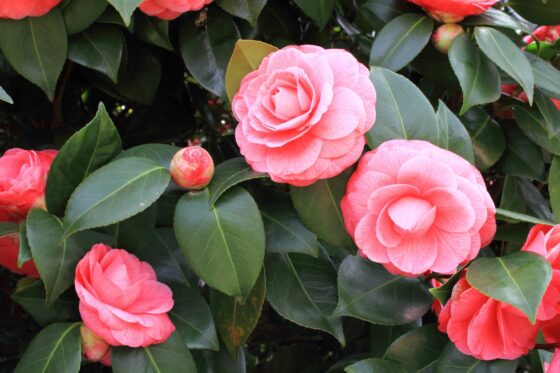Camellia care: expert tips for ideal care