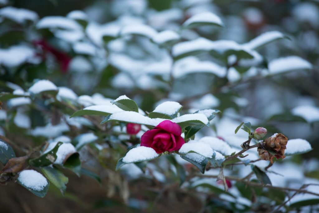 Camelia plant covered in snow