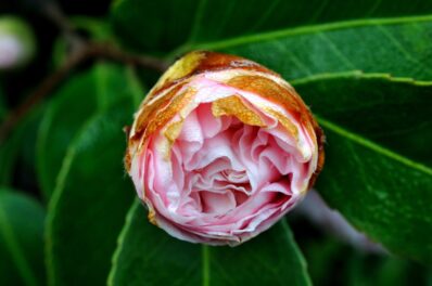 Camellia diseases: our best tips on identification, treatments & prevention
