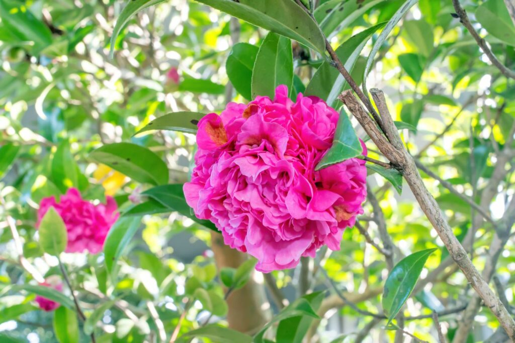 Pink double-petalled camellia flower