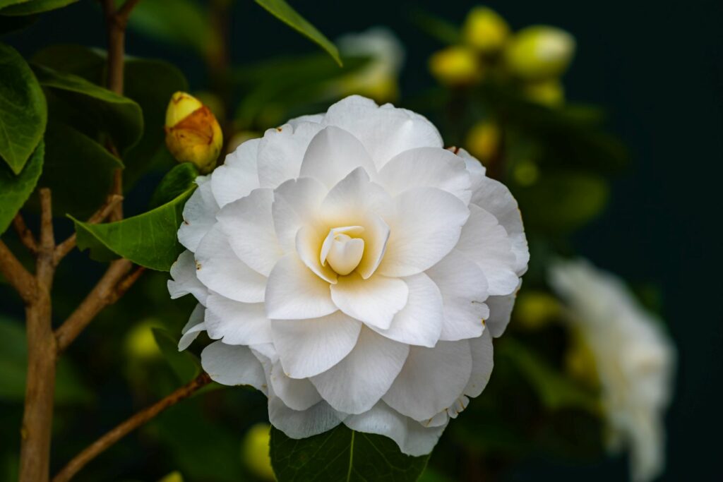 White camellia flower 