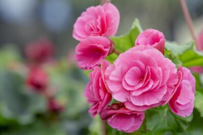 Feeding camellias: expert tips on the right time & procedure