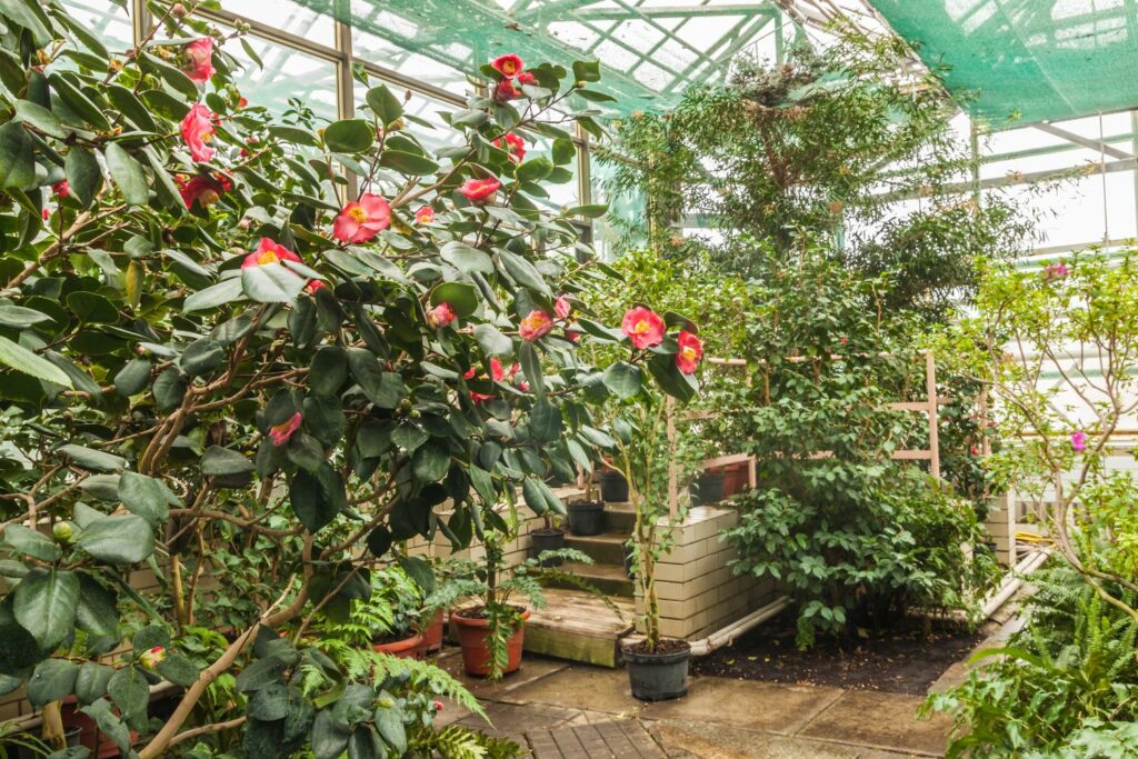 Camellia overwintering in a greenhouse