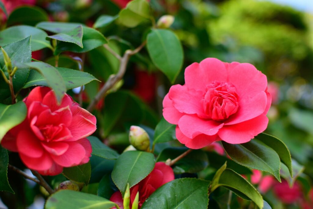 Small pink camellia flowers