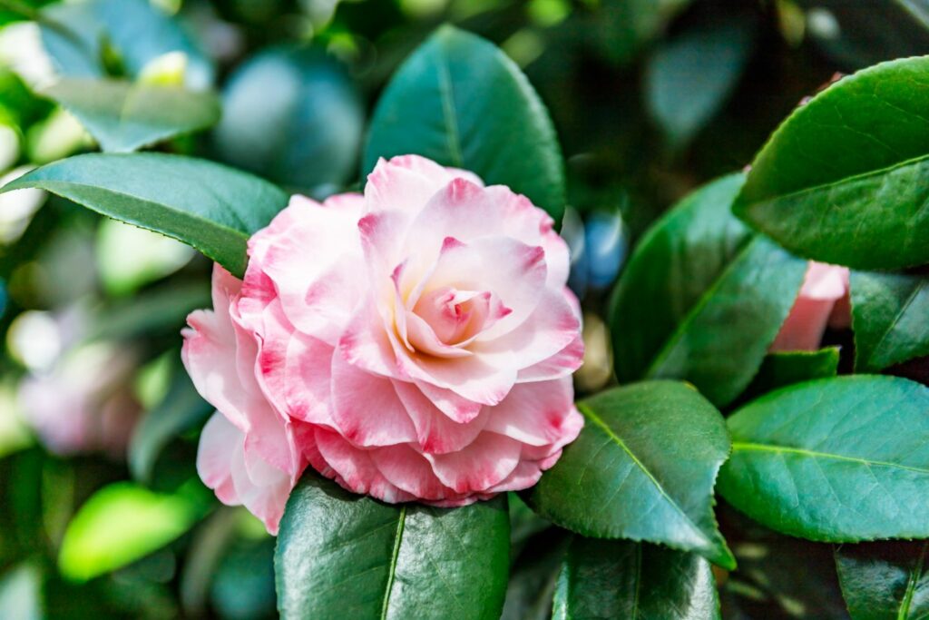 Camellia with dark pink tips