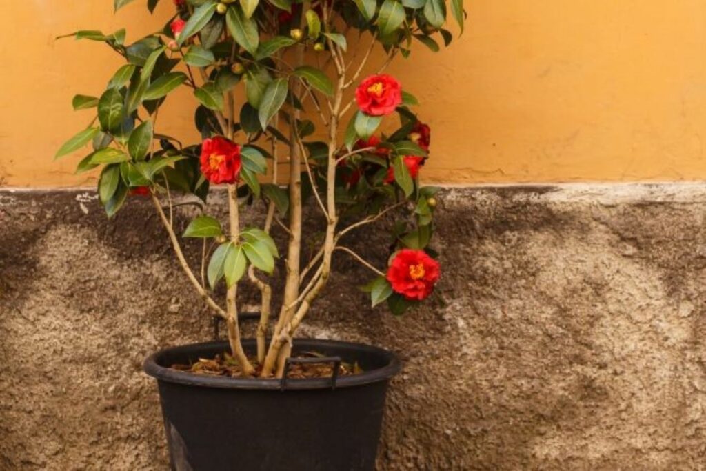 A potted camellia plant