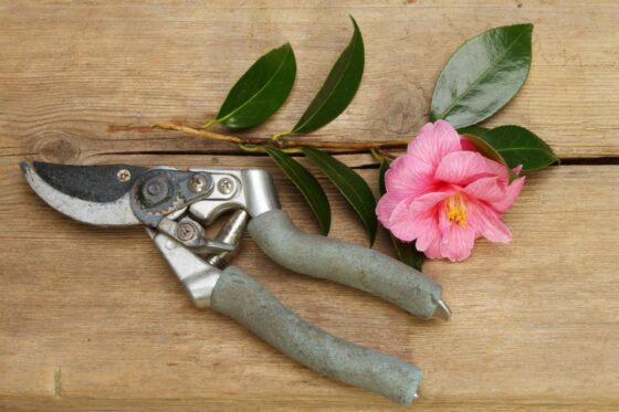 Pruning camellias: instructions & expert tips