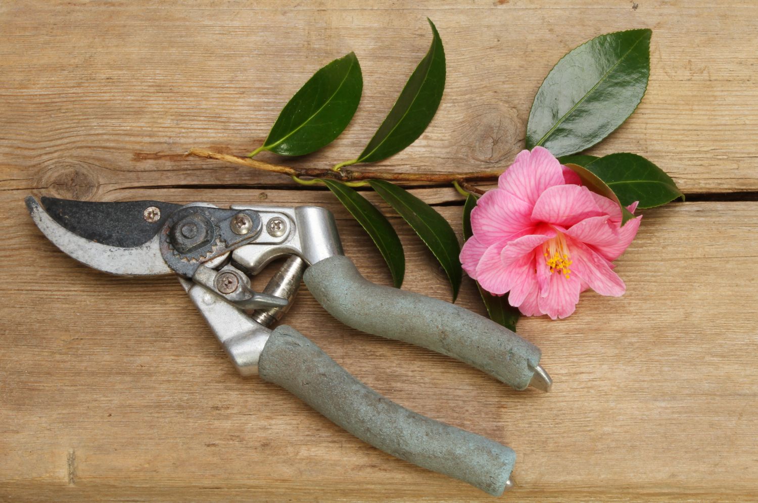 Shears and a camellia flower